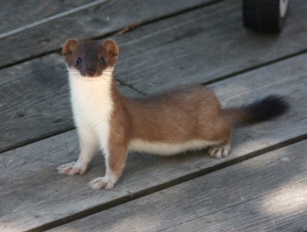 Fit Club For Women: Short Tailed Weasel Planking In Alaska